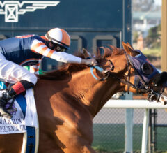 2023 Del Mar Handicap Preview & FREE Picks | Gold Phoenix Leads The Charge In BC Turf Prep