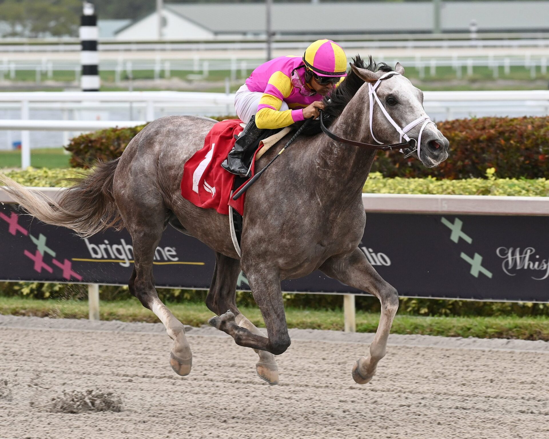 2023 Tampa Bay Derby Preview & FREE Picks Time For Tapit Trice To