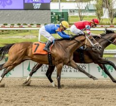 Cigar Mile Stakes 2025 Picks and Preview | Bishops Bay Takes on Solid Field