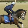 The Magic Mike Show 470: Belmont Stakes Contenders Updates