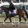 2023 Summertime Oaks Preview & FREE Picks | The Alys Look Invades Santa Anita For New Trainer Davis
