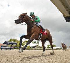 2023 Royal Palm Juvenile Stakes Preview & FREE Picks | Reaper Leads Local Hope In Royal Ascot Prep