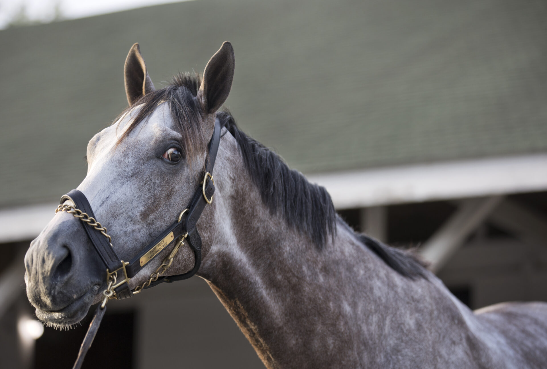 2023 Horse Racing Performances We Want To Forget