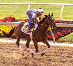 Blazing Sevens In Good Hands At Pimlico | 2023 Preakness Stakes News