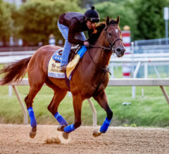 National Treasure Gallops Monday Morning At Pimlico | 2023 Preakness Stakes News