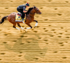 Perform Has Eventful Morning Wednesday At Pimlico | 2023 Preakness Stakes News