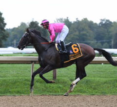 Top 5 Best Horses Right Now By Division 08/14/23: Casa Creed Dazzles At Saratoga