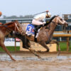 Top 5 Best Horses Right Now By Division 09/25/23: Saudi Crown, Next Win Big At Parx