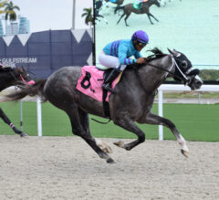 Gulfstream Park Preview | Tropical Park Derby 2023: Armstrong Gets 2nd Chance On Turf