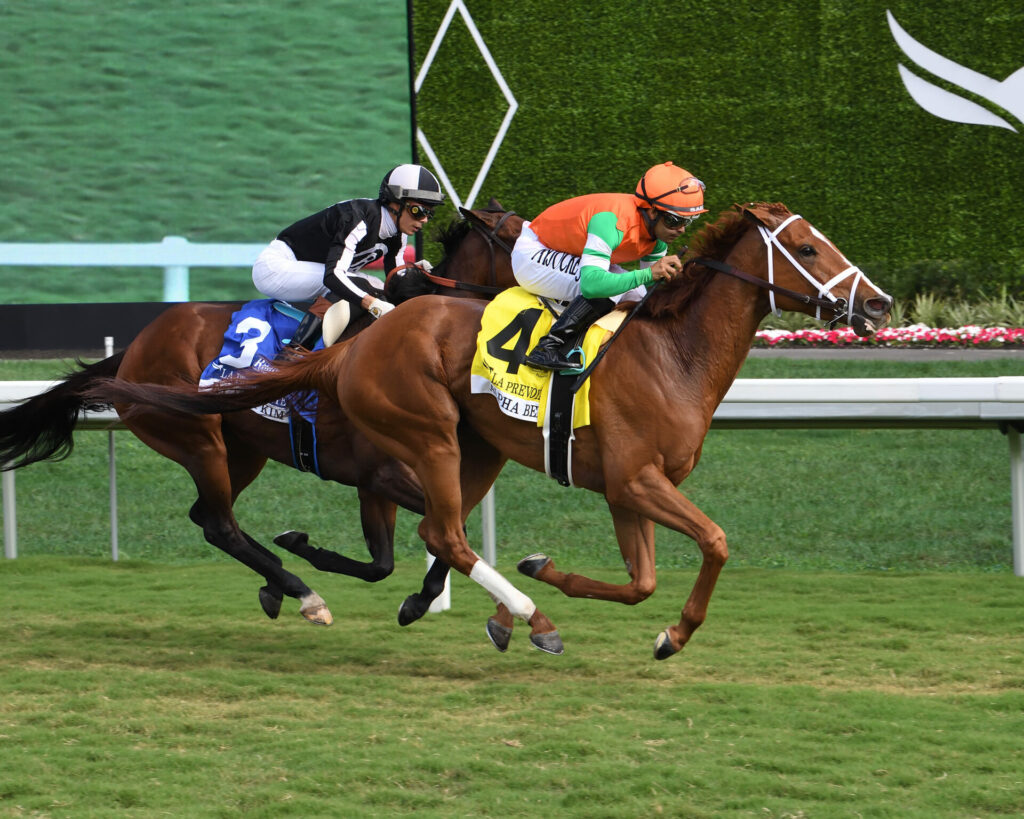 Pegasus World Cup Contenders, Picks and Results