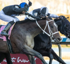 Withers Stakes 2024 | Aqueduct Replay [Kentucky Derby]