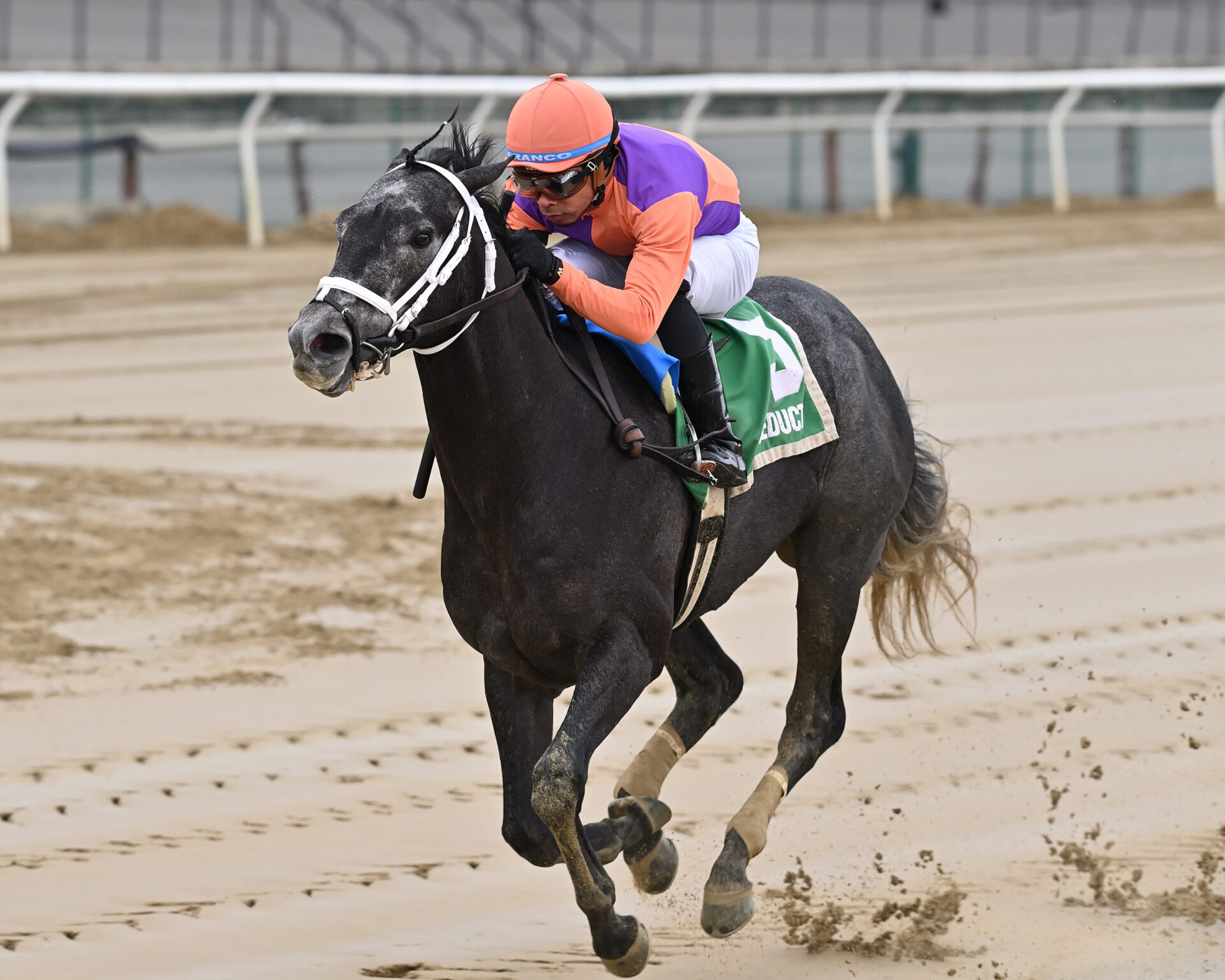 Aqueduct Picks Gotham Stakes 2024 [Kentucky Derby]