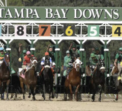 Tampa Bay Downs FREE Win Picks and Star Plays | February 9, 2025