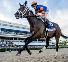 Fierceness | Get To Know The 2024 Kentucky Derby Contender