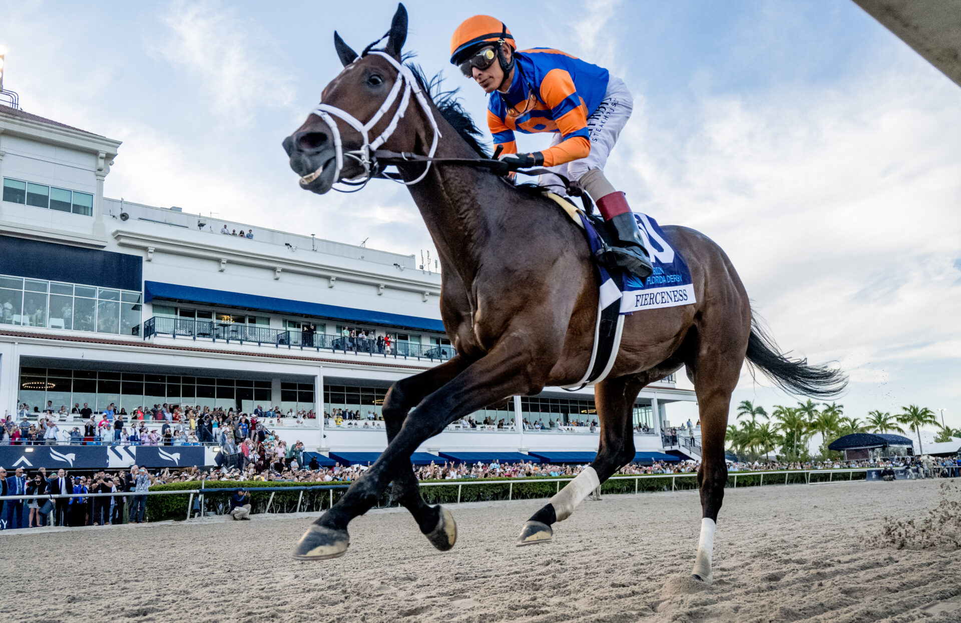 Fierceness Kentucky Derby 2024 Contender Profile