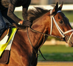 Kentucky Derby Contenders: Get To Know The Field
