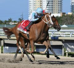 Somo Bombs CASH Late Pick 4 at Gulfstream Park for $293.60 on $48 Ticket 12/13/24