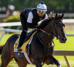 Preakness Stakes News | Tuscan Gold Has His Game Face On