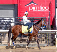 Preakness Stakes News | Mystik Dan Is In The House