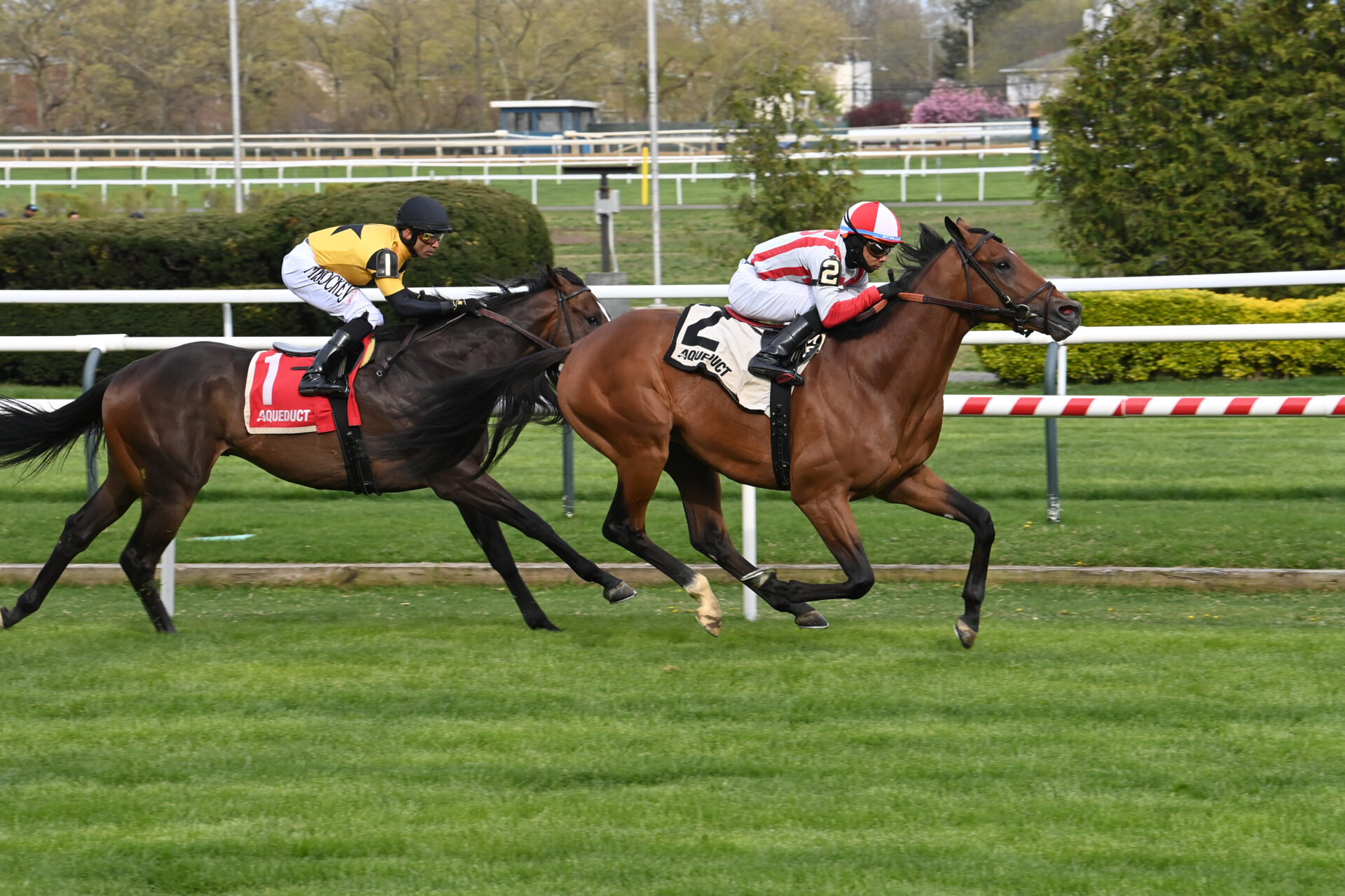 Belmont at the big a picks pennine ridge stakes 2024