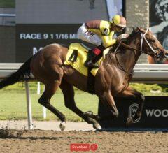Woodbine Picks | Eclipse Stakes 2024