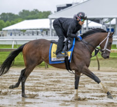 Preakness Stakes News | Catching Freedom “Bucking & Squealing”