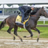 Preakness Stakes News | Tuscan Gold “Very Focused”