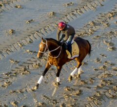 Preakness Stakes News | Uncle Heavy “Really Likes” Wet Tracks