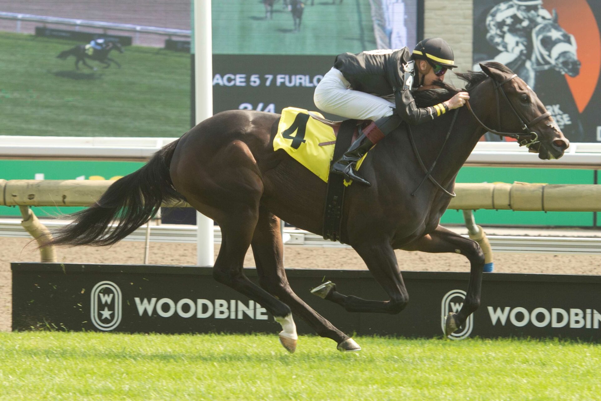Woodbine Picks Alywow Stakes 2024