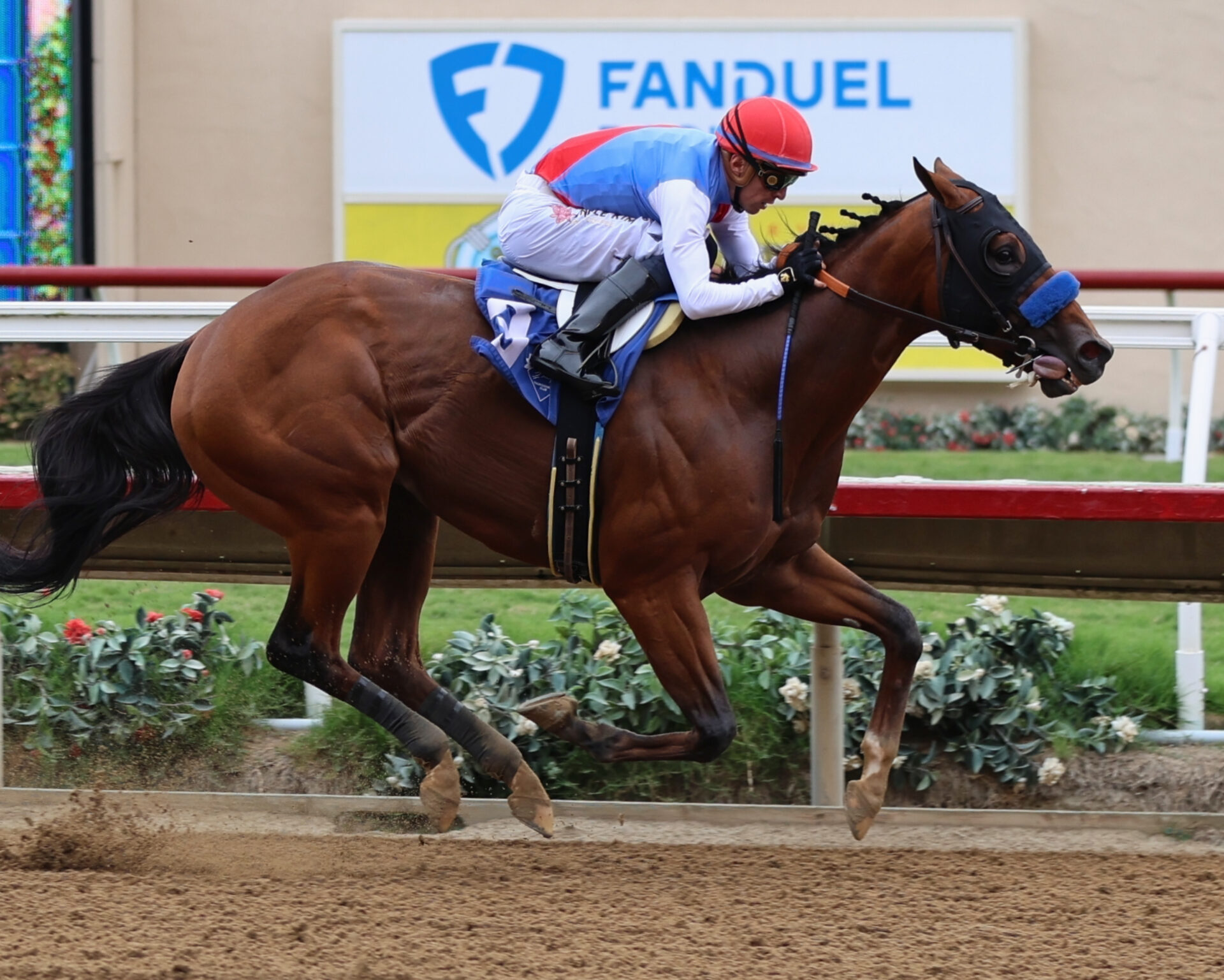 Santa Anita Picks California Crown Stakes 2024