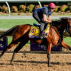 Breeders’ Cup 2024 | Picks, Entries, Odds, & Where To Bet