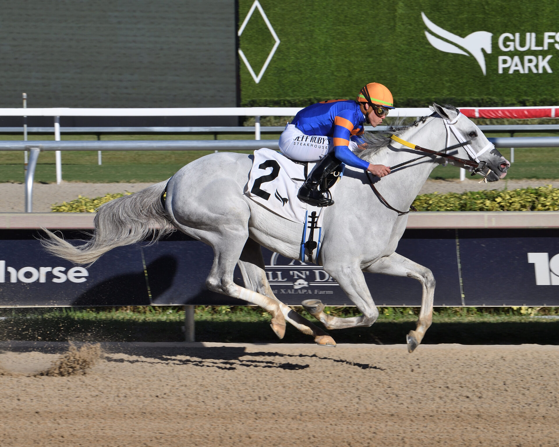 Pegasus World Cup Picks and Preview 2025 Racing Dudes