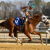 American Promise Romps in $500,000 Virginia Derby | Earns 50 Points to Kentucky Derby