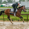 How to Bet the Preakness Stakes | Expert Picks & Betting Calculator