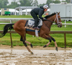How to Bet the Preakness Stakes | Expert Picks & Betting Calculator
