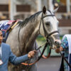 Preakness Stakes 2025 Probables | Sandman to be Entered in Preakness 150