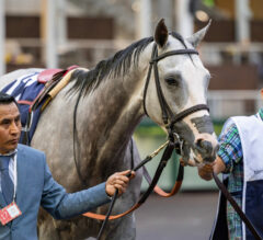 Preakness Stakes 2025 Probables | Sandman to be Entered in Preakness 150