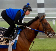 Jose Ortiz: Clever Again Has a Really Good Chance to Win Preakness Stakes
