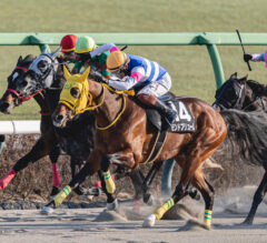 How Do Horse Racing Betting Platforms Maintain Their Competitiveness?